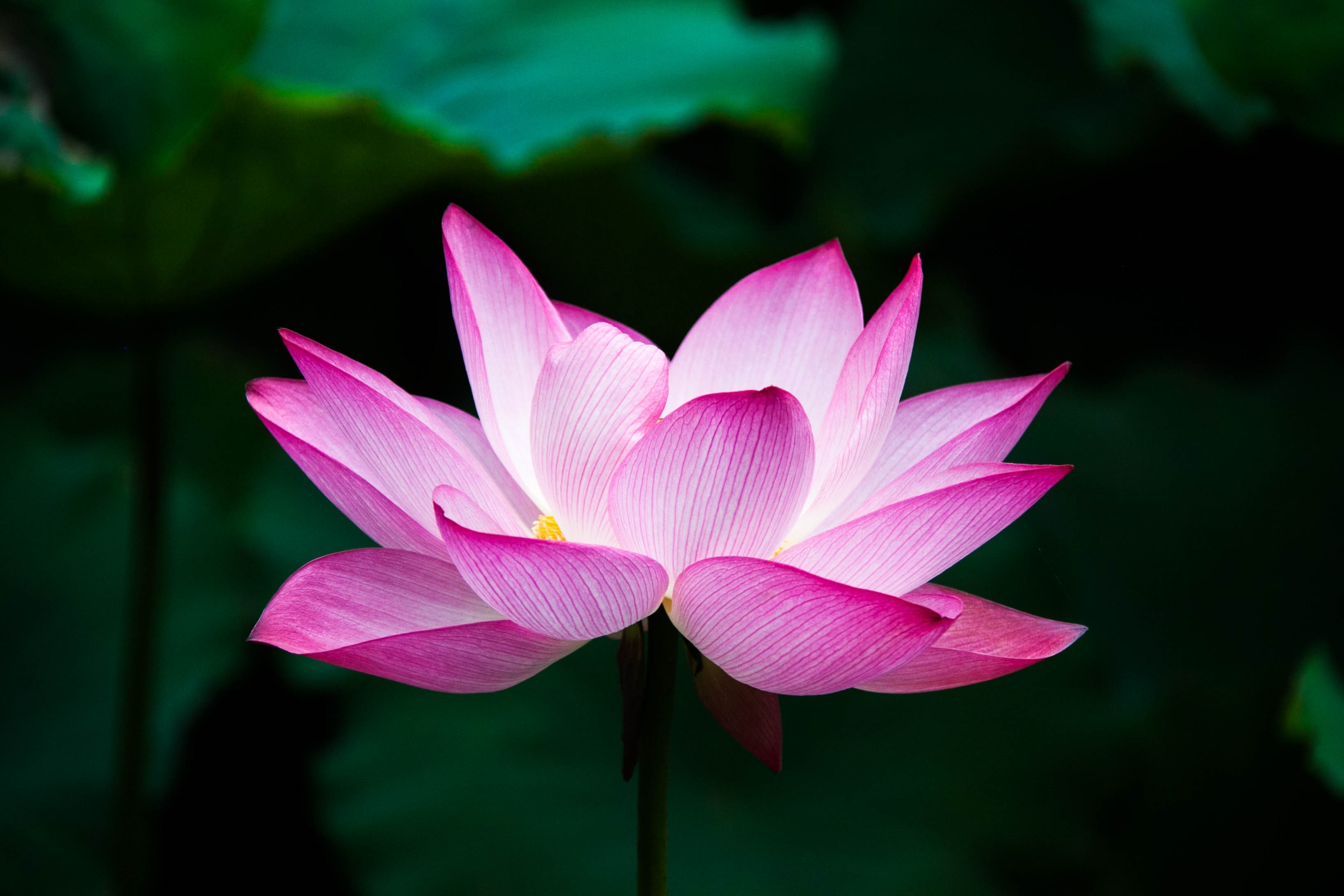 Naturopathie - Iridologie Naturopathie - Iridologie